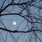 Shanti Moon