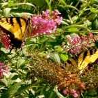 2 Swallowtails