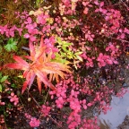 Alaskan Fall Foliage