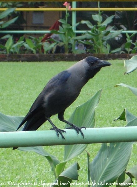 Raven of India